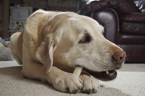 How To Prevent Heartworms In Dogs Naturally How To Prevent Heartworms In Dogs Naturally