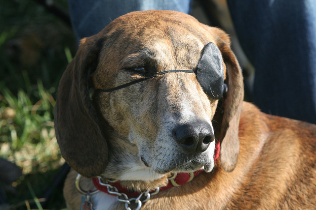 glaucoma meds for dogs