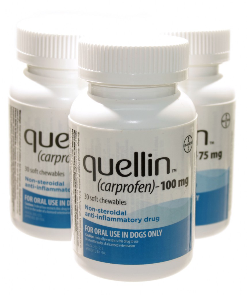 Quellin A More Convenient Carprofen VetRxDirect BlogVetRxDirect Blog