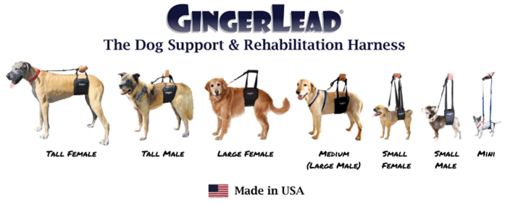 harness to help dog walk