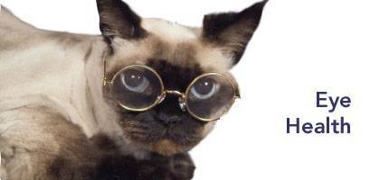 Cat Health Eye