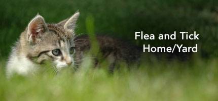 Cat Flea and Tick Home / Yard