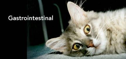 Cat Health Gastrointestinal
