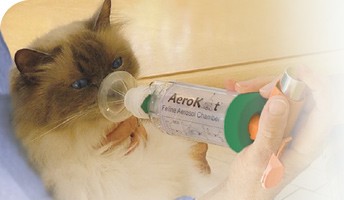 cleaning aerokat how to