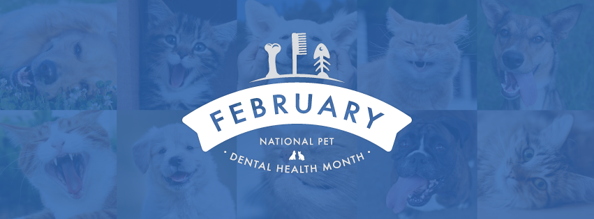 amazing lola dog breath freshener