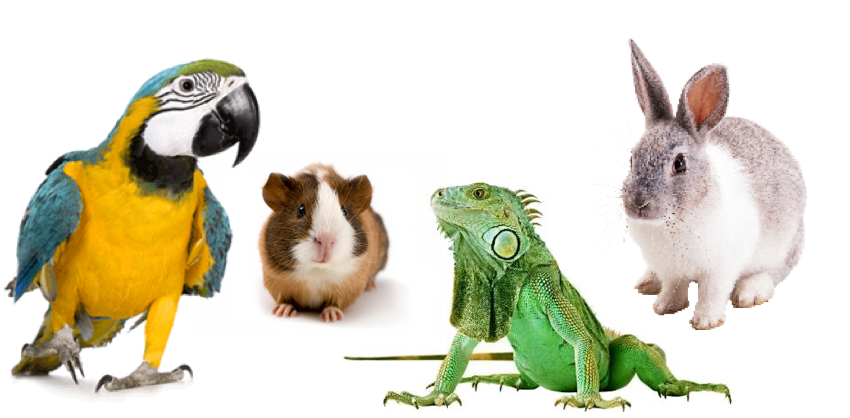 emergency exotic pet vet