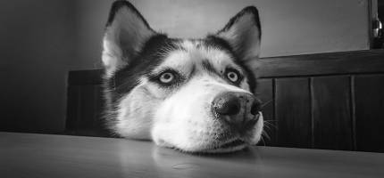 Therapeutic Dog Food