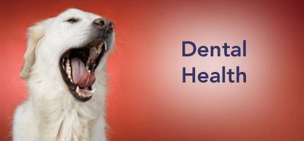 Dog Health Dental