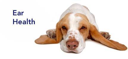 Dog Health Ear