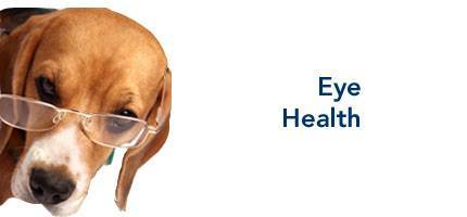 Dog Health Eye