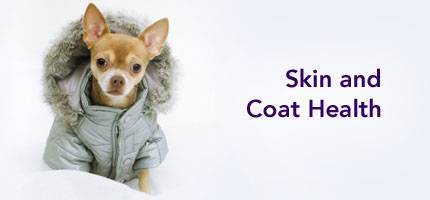 Dog Health Skin and Coat
