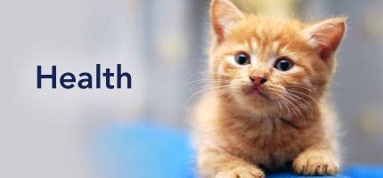 Cat Health