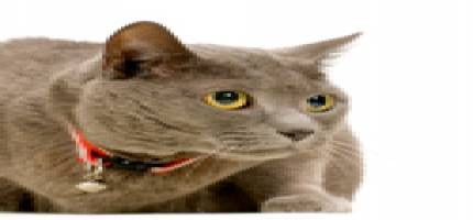Cat Accessories