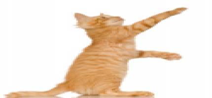 Cat Bone and Joint