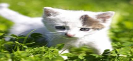 Cat Flea and Tick Home / Yard
