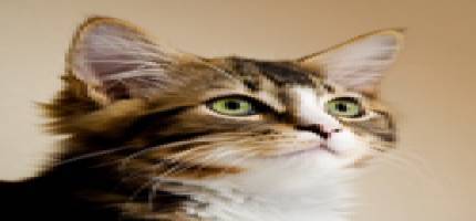 Cat Health Eye