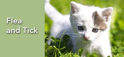 Cat Flea and Tick