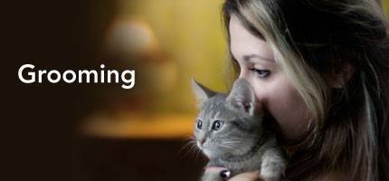 Cat Grooming