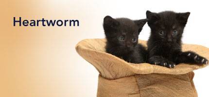 Cat Heartworm