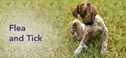 Dog Flea and Tick