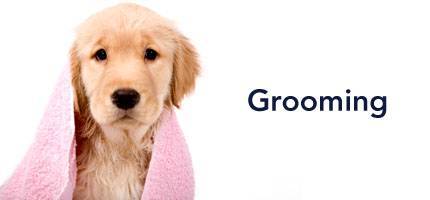 Dog Grooming