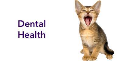 Cat Health Dental