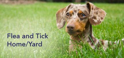 Dog Flea and Tick Home / Yard