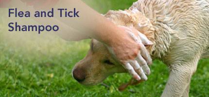 Dog Flea and Tick Shampoo