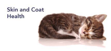 Cat Health Skin and Coat