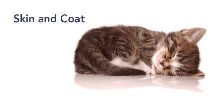 Cat Skin and Coat