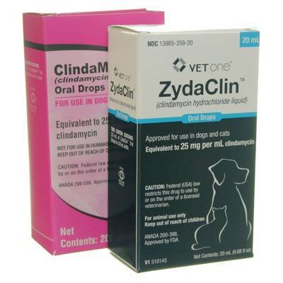 antibiotics for cats