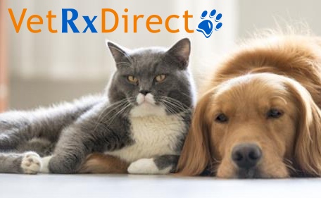 shelter dogs available near me