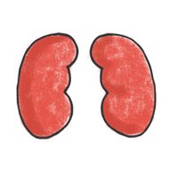 Kidney Disease in Cats