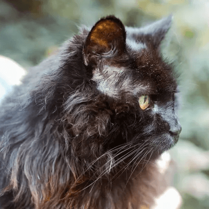 Cat named Chai