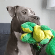 Dog named Delilah