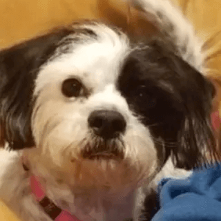 Dog named Penny