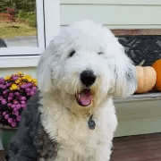Dog named Whinnie